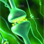 LUXURY_The Human Endocannabinoid System.pdf